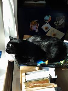 Cuthbert in tray